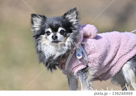 愛犬とお散歩 シニア犬 ロングコートチワワ 愛犬とお散歩 シニア犬 ロングコートチワワ 136288989