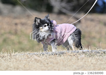 愛犬とお散歩　シニア犬　ロングコートチワワ 136288990