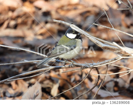 シジュウカラ 136289008