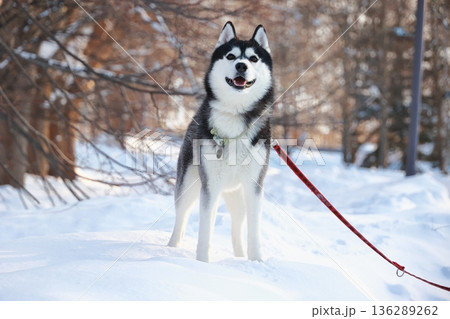 雪の中で遊ぶハスキー 雪の中で遊ぶハスキー 136289262