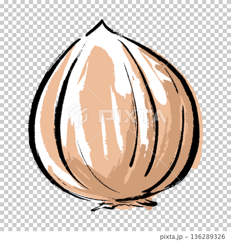 手繪洋蔥插圖，筆觸細緻。 136289326