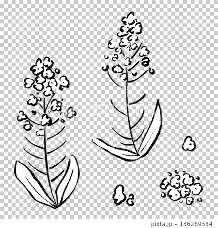 手繪油菜花插圖，筆觸細緻。 136289334