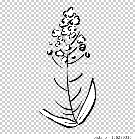 筆タッチの菜の花の手描きイラスト 136289336