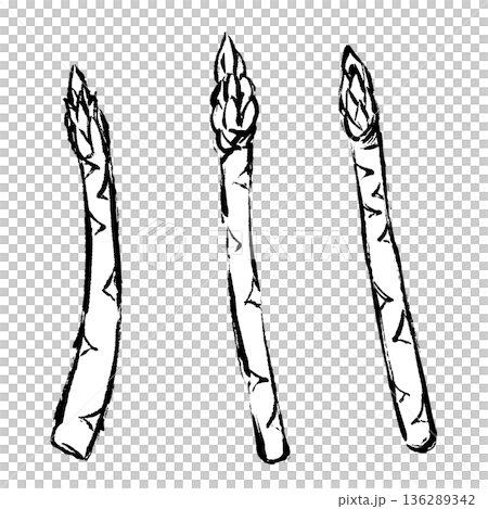 Hand-drawn illustration of asparagus with a brush stroke Hand-drawn illustration of asparagus with a brush stroke 136289342