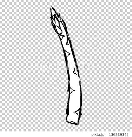 手繪蘆筍插圖,筆觸流暢 手繪蘆筍插圖,筆觸流暢 136289345