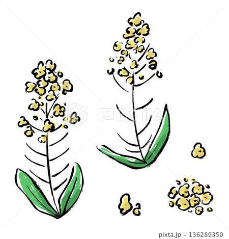 筆タッチの菜の花の手描きイラストセット 筆タッチの菜の花の手描きイラストセット 136289350
