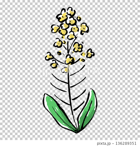 筆タッチの菜の花の手描きイラスト 136289351