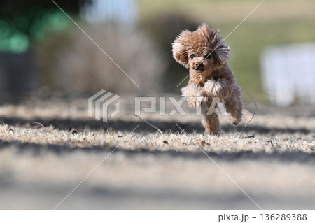 ドッグランで元気に走るティーカッププードル 136289388