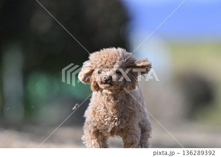 ドッグランで元気に走るティーカッププードル 136289392