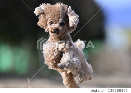 ドッグランで元気に走るティーカッププードル 136289393