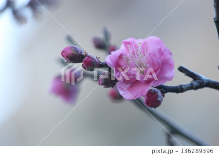 春を告げる梅の花 春を告げる梅の花 136289396
