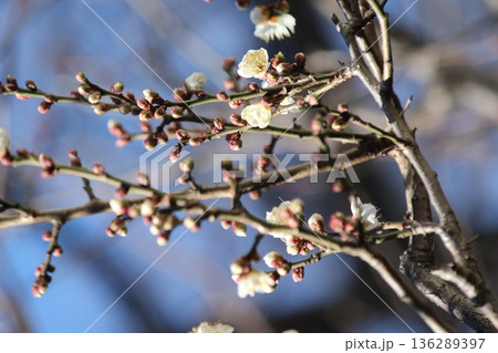 咲き始めた梅の花 136289397