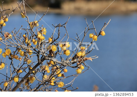 芝山沼湖畔に咲く蝋梅の花 芝山沼湖畔に咲く蝋梅の花 136289453