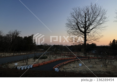黄昏の埼玉県東松山市の東松山ぼたん園の風景 136289454