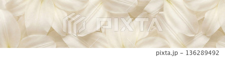 Vintage style cream lily petals background with warm sepia tones and delicate natural textures 136289492