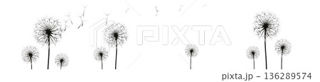 Black silhouettes of dandelion flowers with flying seeds on white background panoramic banner Black silhouettes of dandelion flowers with flying seeds on white background panoramic banner 136289574
