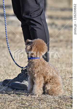 愛犬とお散歩する女性 ティーカッププードル 愛犬とお散歩する女性 ティーカッププードル 136289662