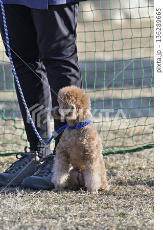愛犬とお散歩する女性 ティーカッププードル 愛犬とお散歩する女性 ティーカッププードル 136289665