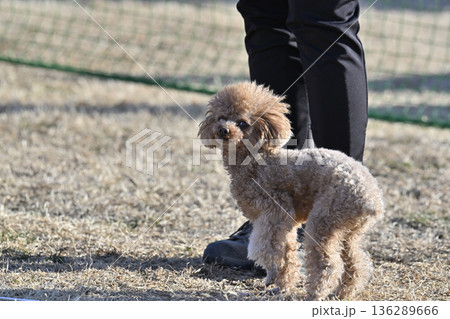 愛犬とお散歩する女性 ティーカッププードル 愛犬とお散歩する女性 ティーカッププードル 136289666