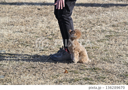 愛犬とお散歩する女性 ティーカッププードル 愛犬とお散歩する女性 ティーカッププードル 136289670