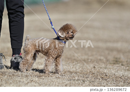 愛犬とお散歩する女性 ティーカッププードル 愛犬とお散歩する女性 ティーカッププードル 136289672