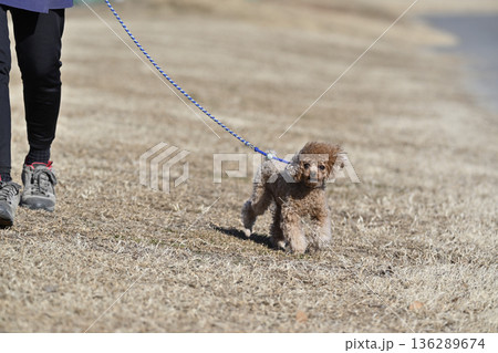 愛犬とお散歩する女性 ティーカッププードル 愛犬とお散歩する女性 ティーカッププードル 136289674