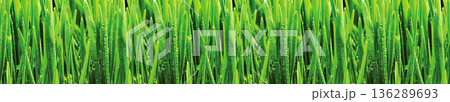 Fresh green grass border with water drops on blades close up nature background 136289693