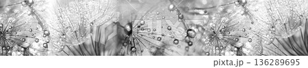 Black and white dandelion seeds with dew drops artistic macro banner with silver contrast 136289695