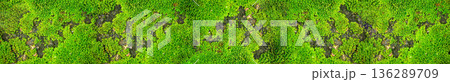 Green moss texture growing on dark stone surface panoramic background 136289709