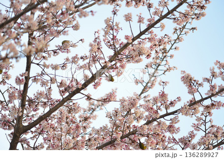 満開になった早咲きの桜 136289927