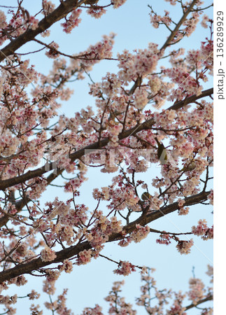 満開になった早咲きの桜 136289929