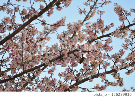 満開になった早咲きの桜 満開になった早咲きの桜 136289930