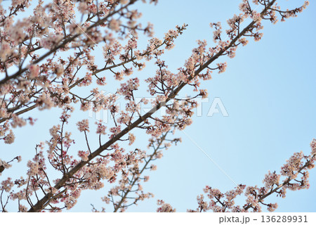 満開になった早咲きの桜 136289931