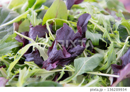 ベビーリーフのアップ ベビーリーフのアップ 136289934