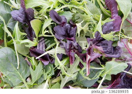 ベビーリーフのアップ 136289935