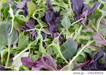 ベビーリーフのアップ 136289938