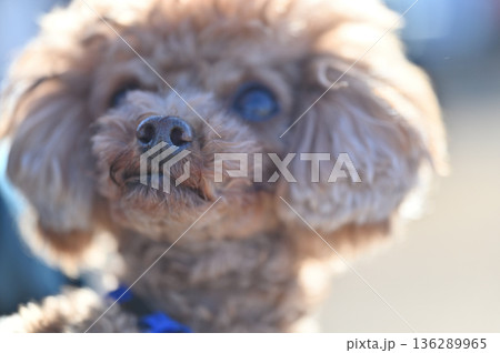 可愛いティーカッププードルのアップ 136289965