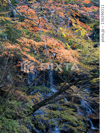 紅葉と釜沢の滝 136290311