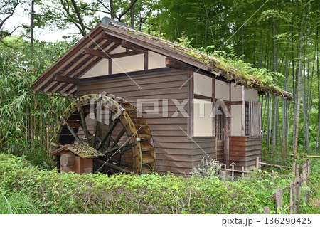 雨の日の森に囲まれた水車小屋 136290425