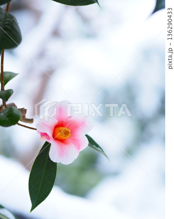 雪の中に咲く椿の花 136290433