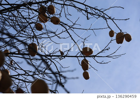 枝先に付いている柿の実 136290459
