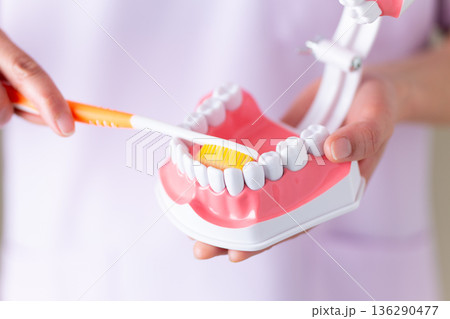 医療用スクラブ姿のミドル女性歯科医師 136290477