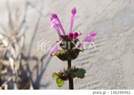 冬の道端に咲くピンク色のホトケノザの花 136290482
