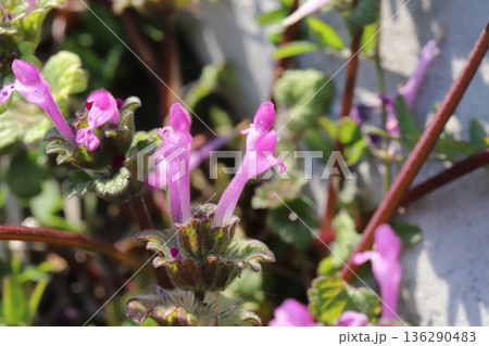 冬の道端に咲くピンク色のホトケノザの花 冬の道端に咲くピンク色のホトケノザの花 136290483