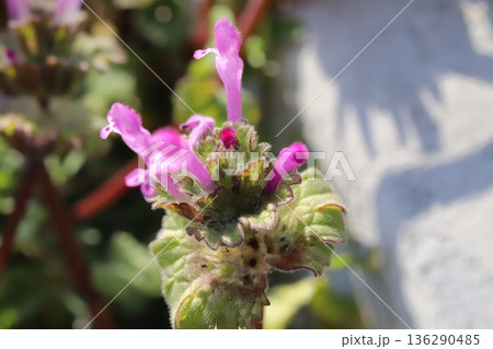 冬の道端に咲くピンク色のホトケノザの花 136290485