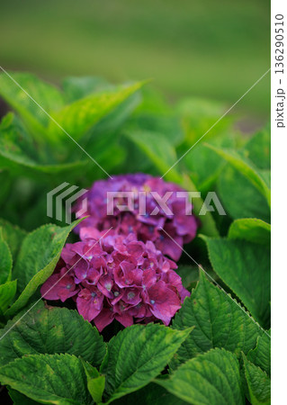 梅雨_あじさいのイメージ 136290510