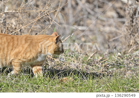 忍び足で獲物を狙う猫 茶トラ 忍び足で獲物を狙う猫 茶トラ 136290549