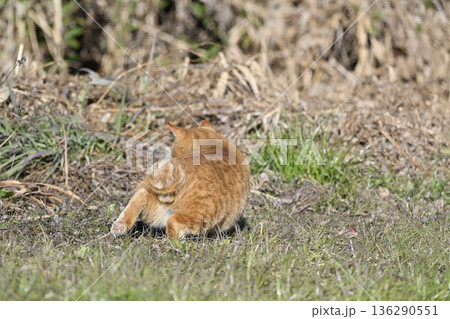 忍び足で獲物を狙う猫 茶トラ 忍び足で獲物を狙う猫 茶トラ 136290551