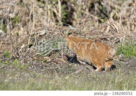 忍び足で獲物を狙う猫　茶トラ　 136290552