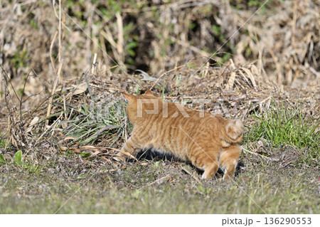 忍び足で獲物を狙う猫 茶トラ 忍び足で獲物を狙う猫 茶トラ 136290553